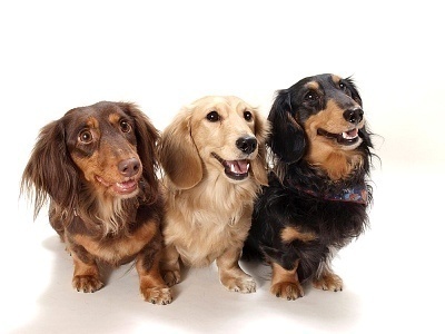 Small  Breeds  Pictures on You   Re Considering Getting A Small Dog This List Of Small Dog Breeds