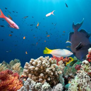 List of Ocean Animals 1