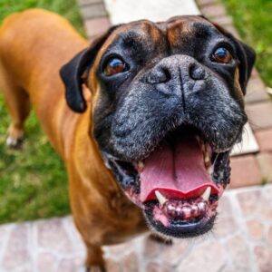 why boxers are the worst dogs